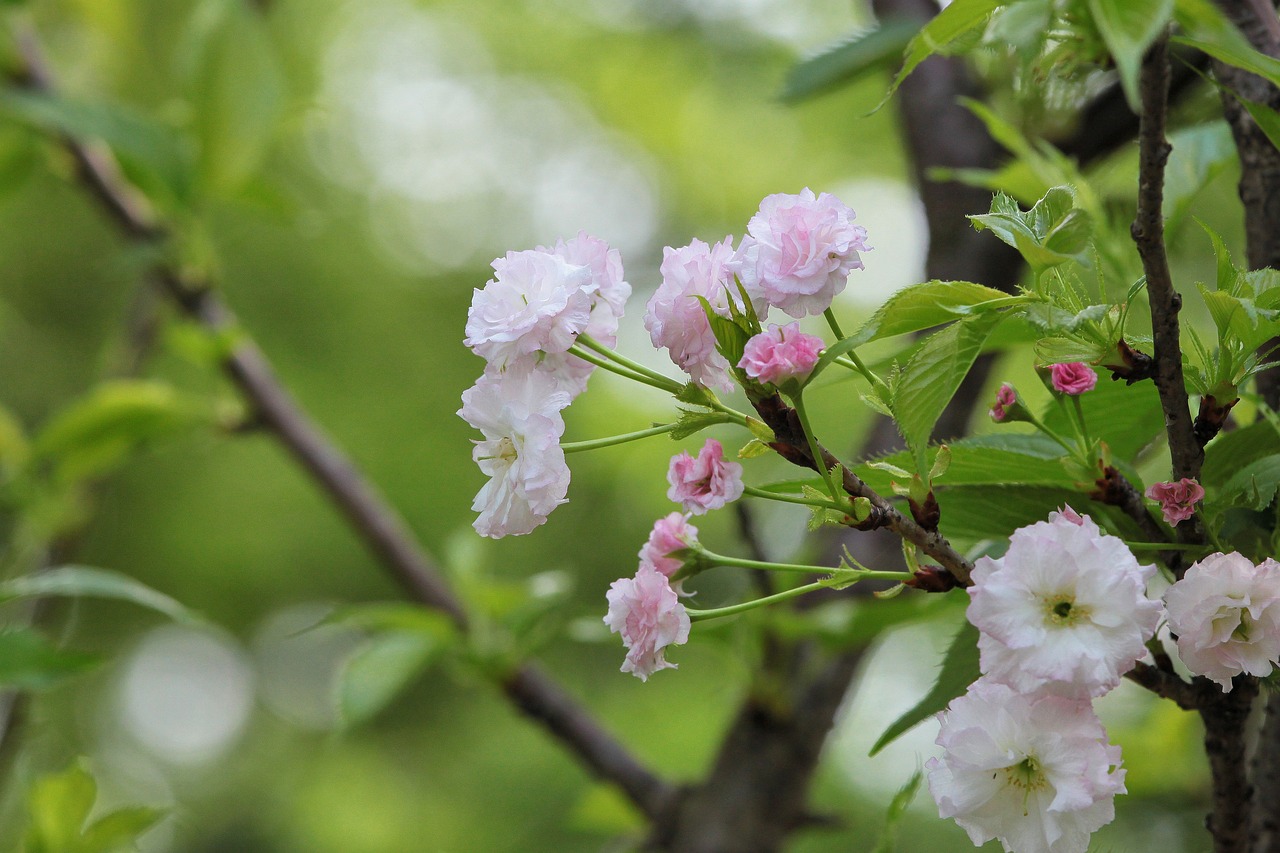 煙臺柏林春天最新動態(tài)，城市蓬勃發(fā)展的新篇章