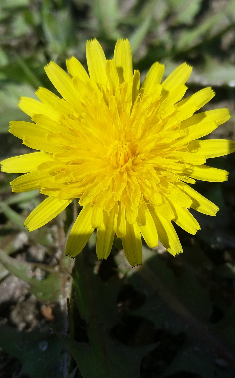 黔西花開(kāi)城最新動(dòng)態(tài)，新篇章綻放之花