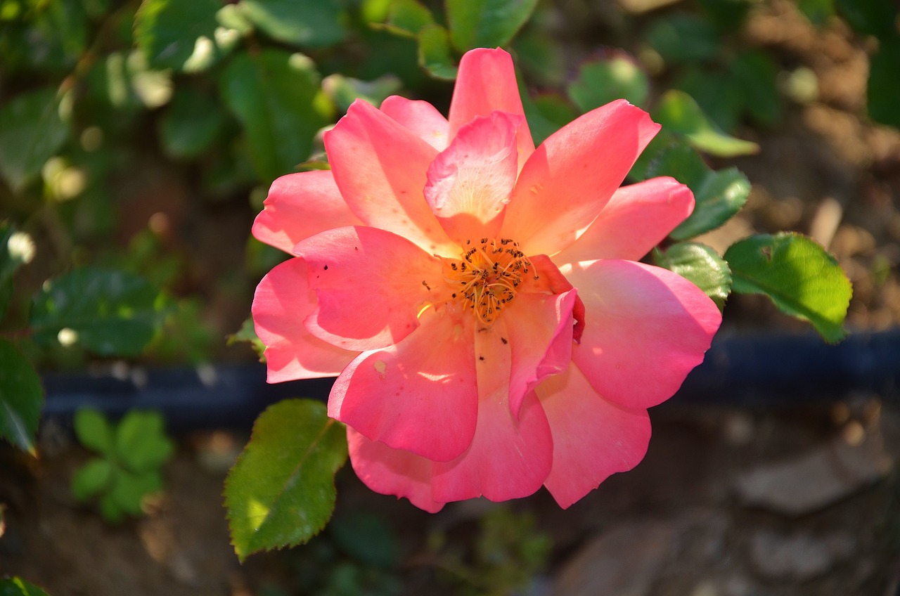 最新青?；▋褐绷畲笕珔R總