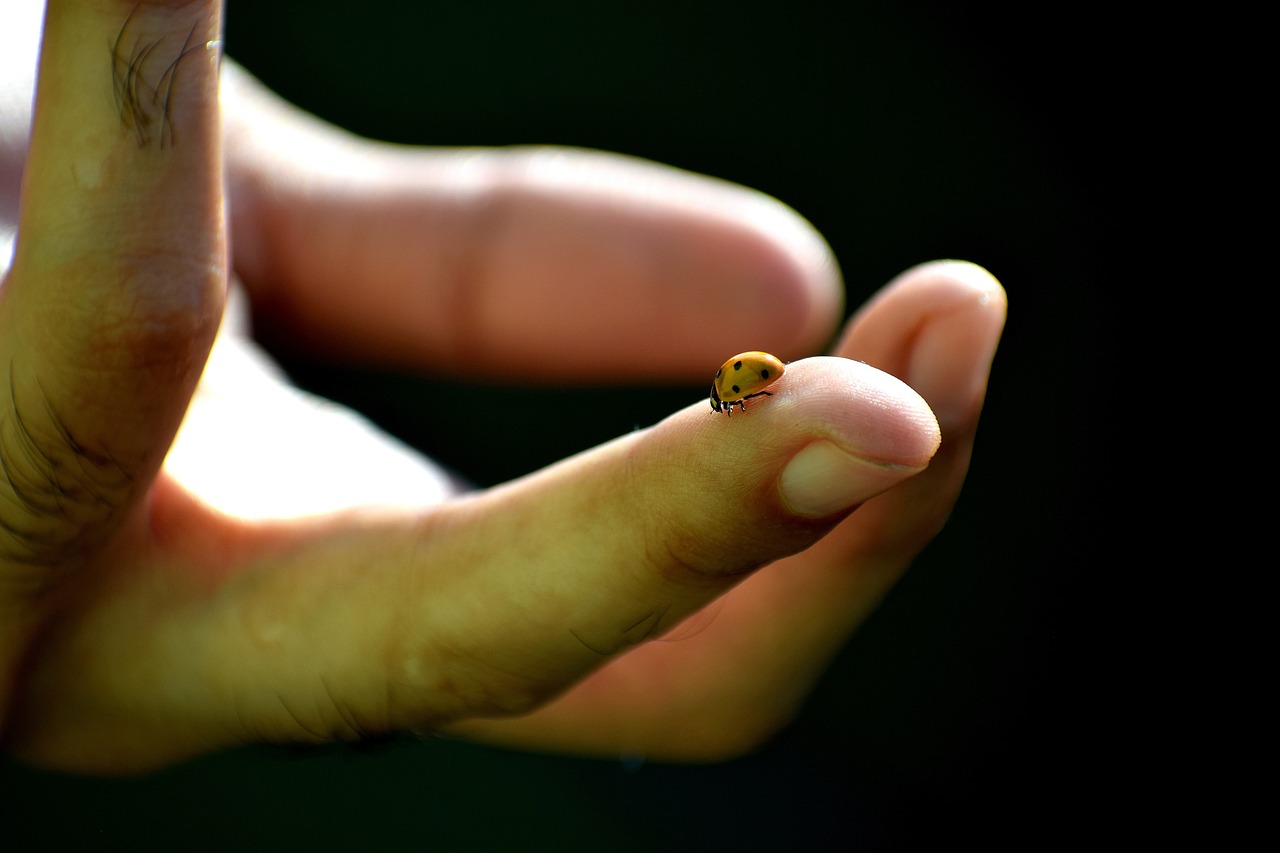王者榮耀貂蟬最新動態(tài)，英雄重塑與皮膚更新消息揭秘