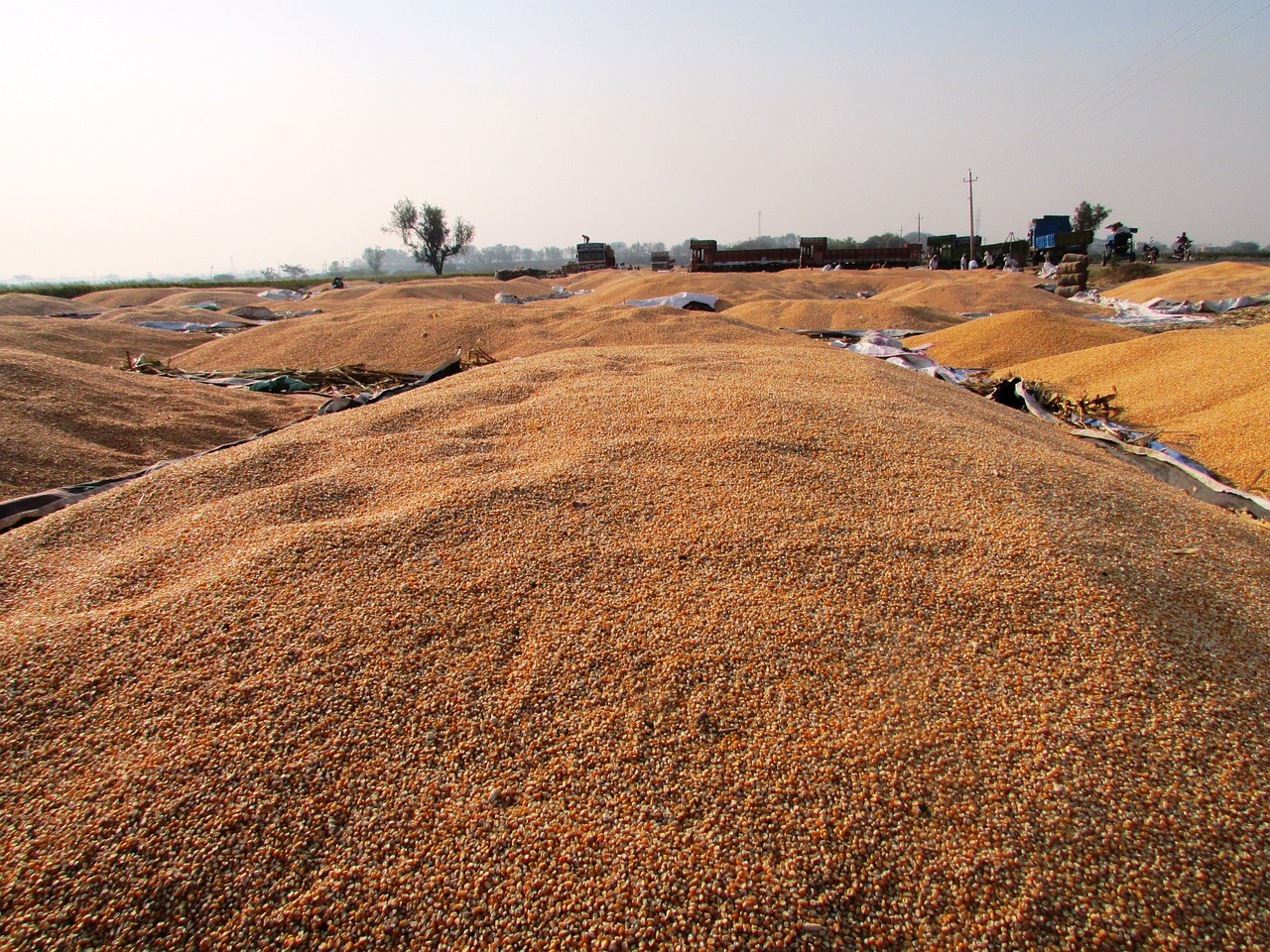 武漢公車拍賣最新動態(tài)，公開透明拍賣引領(lǐng)市場新風向