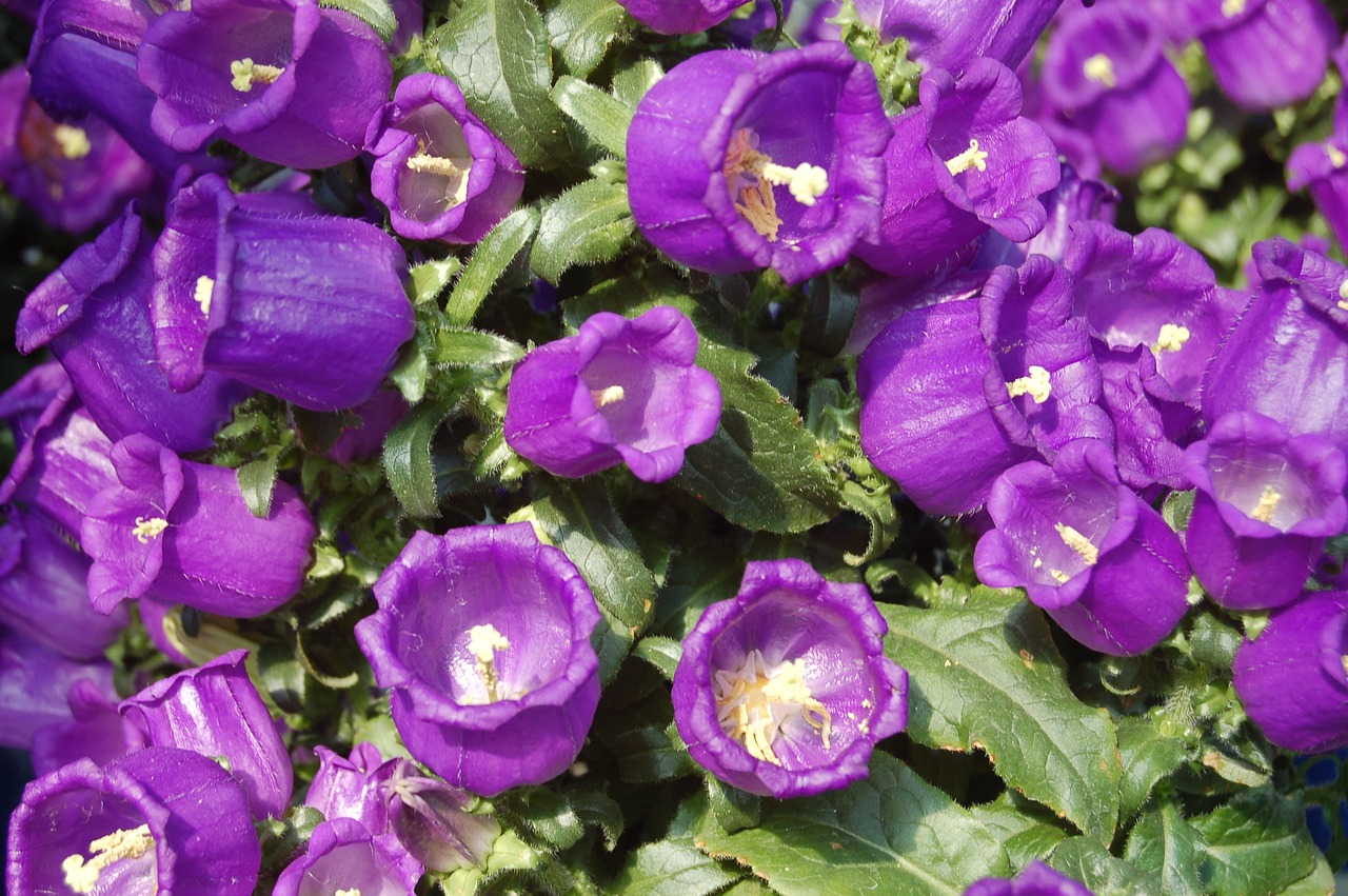 趙易山最新動態(tài)揭秘，探尋其最新消息與神秘面紗背后的真相