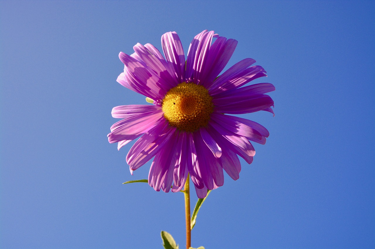 六安紫御府最新動態(tài)，引領城市生活新潮流