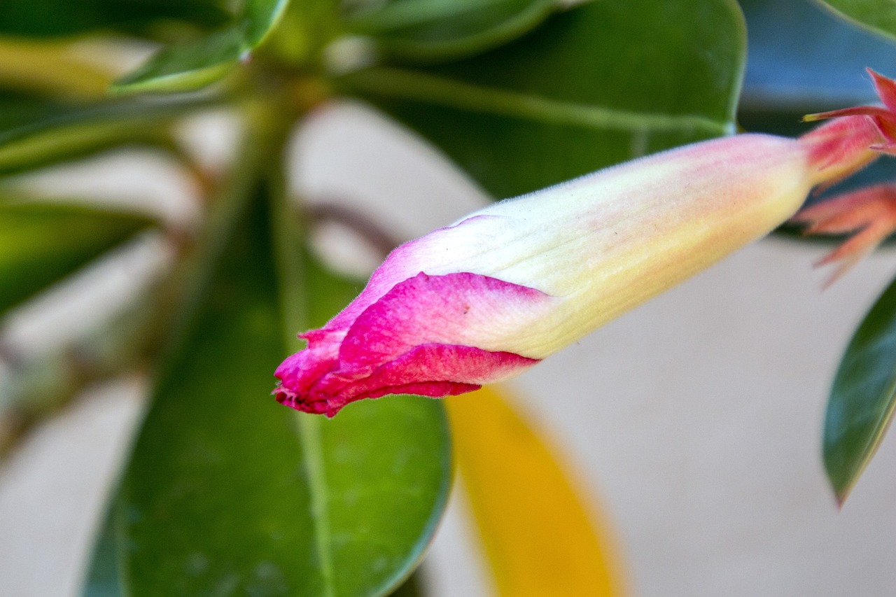 紅崖子花生米最新價格及市場動態(tài)分析，洞悉市場趨勢與價格動態(tài)