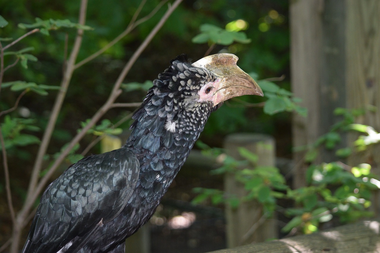 探尋保定城市中的自然之聲，最新百靈鳥信息一覽