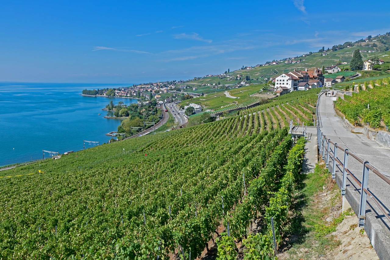 灤南澤平莊園，獨(dú)特魅力與發(fā)展前景的最新消息