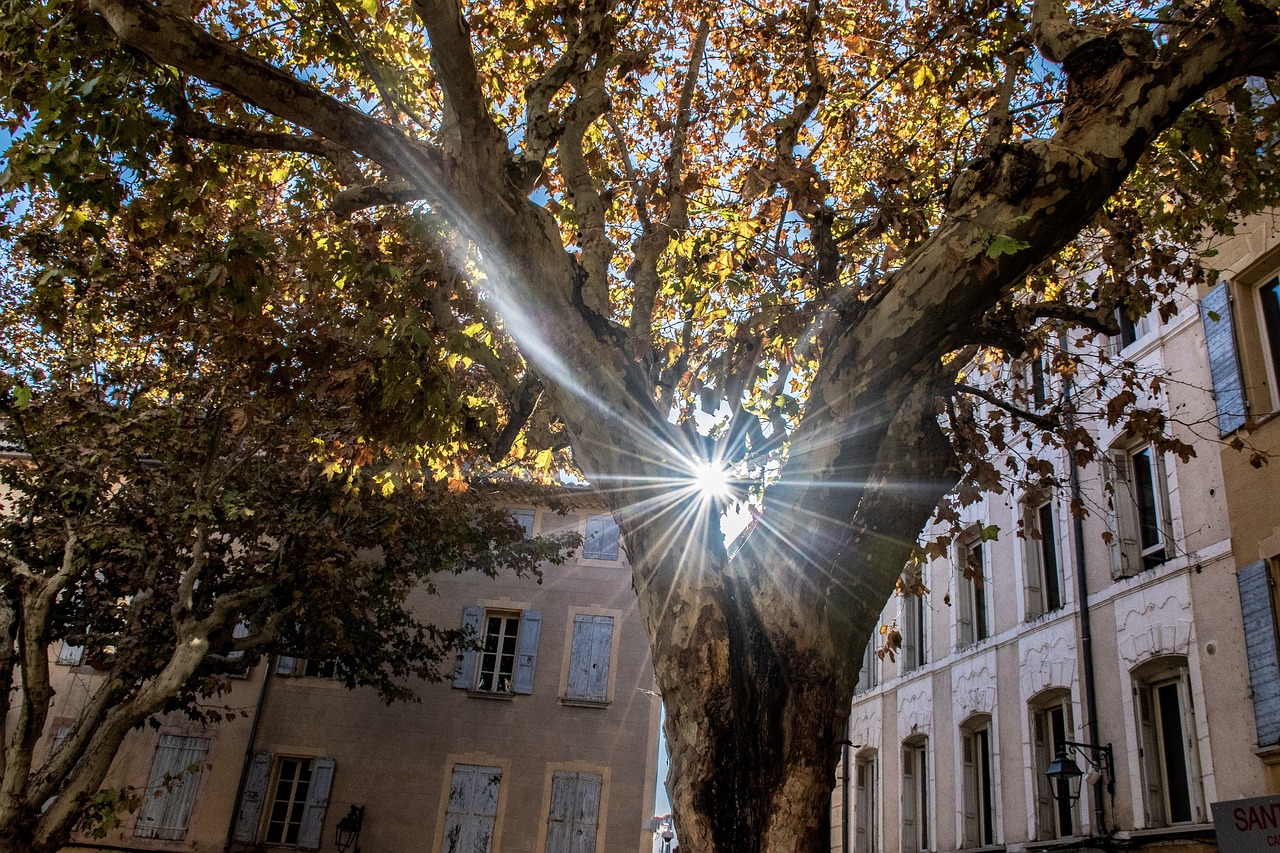 陽(yáng)光大道點(diǎn)贊新時(shí)代，輝煌篇章的展現(xiàn)