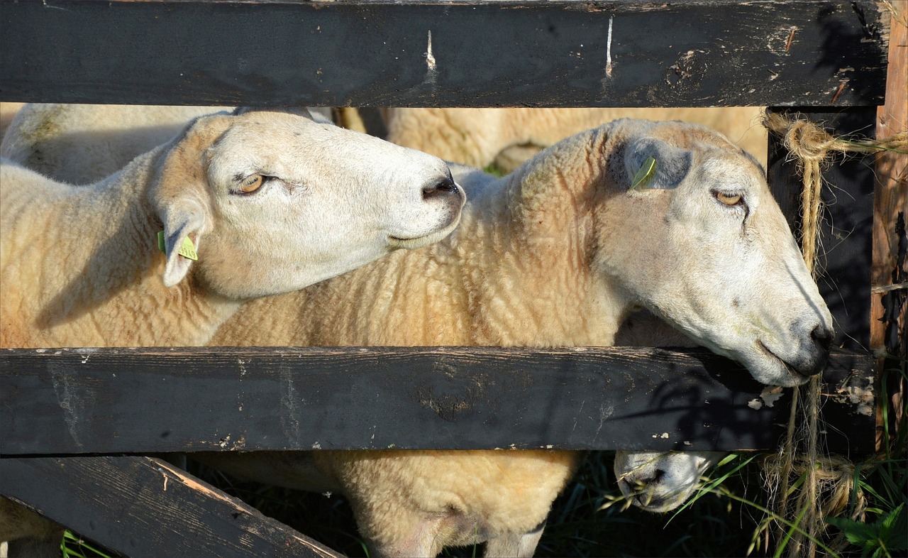 農(nóng)業(yè)部養(yǎng)殖最新動態(tài)，推動產(chǎn)業(yè)轉(zhuǎn)型升級，助力農(nóng)業(yè)現(xiàn)代化發(fā)展