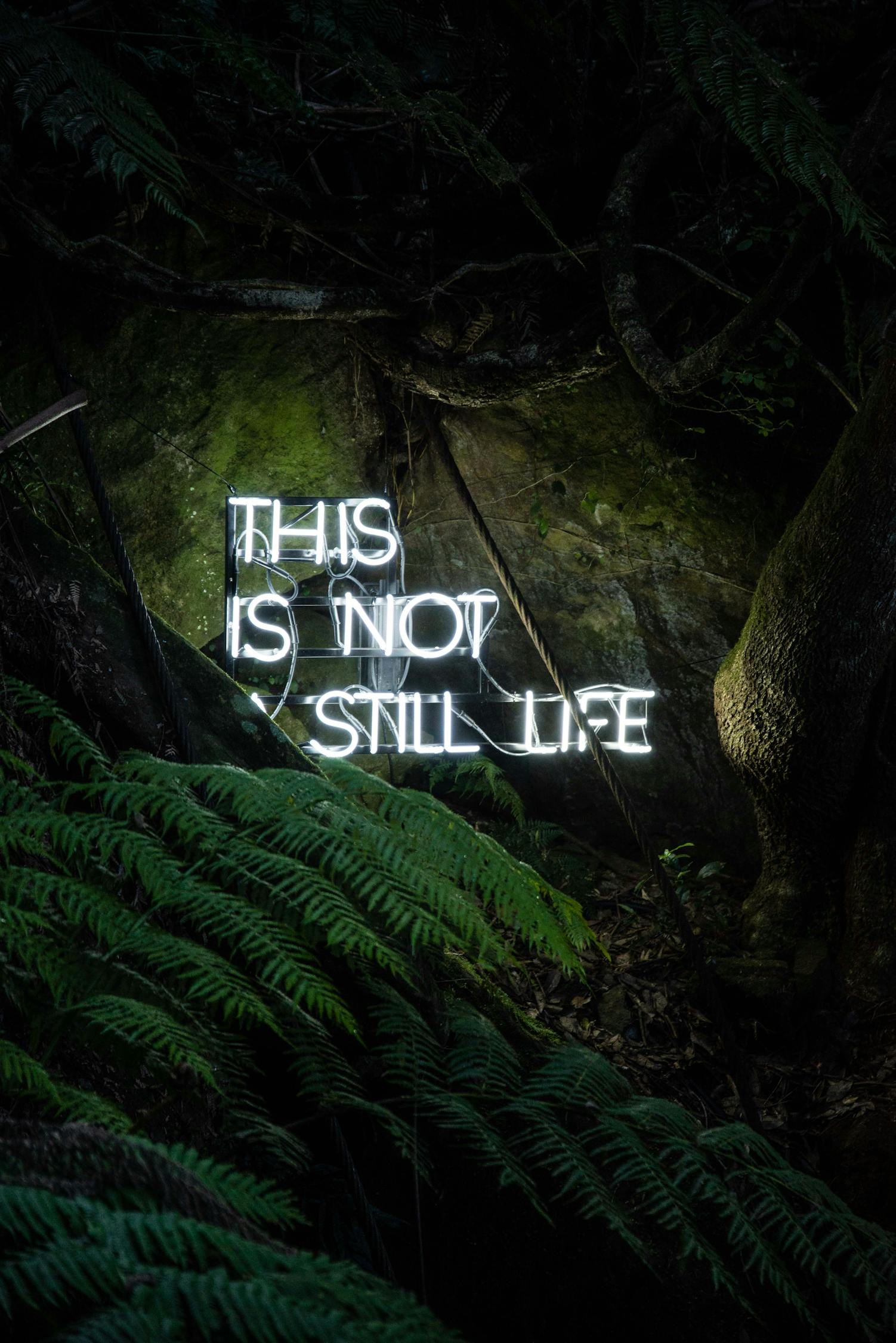 雪鷹領(lǐng)主最新章節(jié)更新，熱血冒險與成長之旅