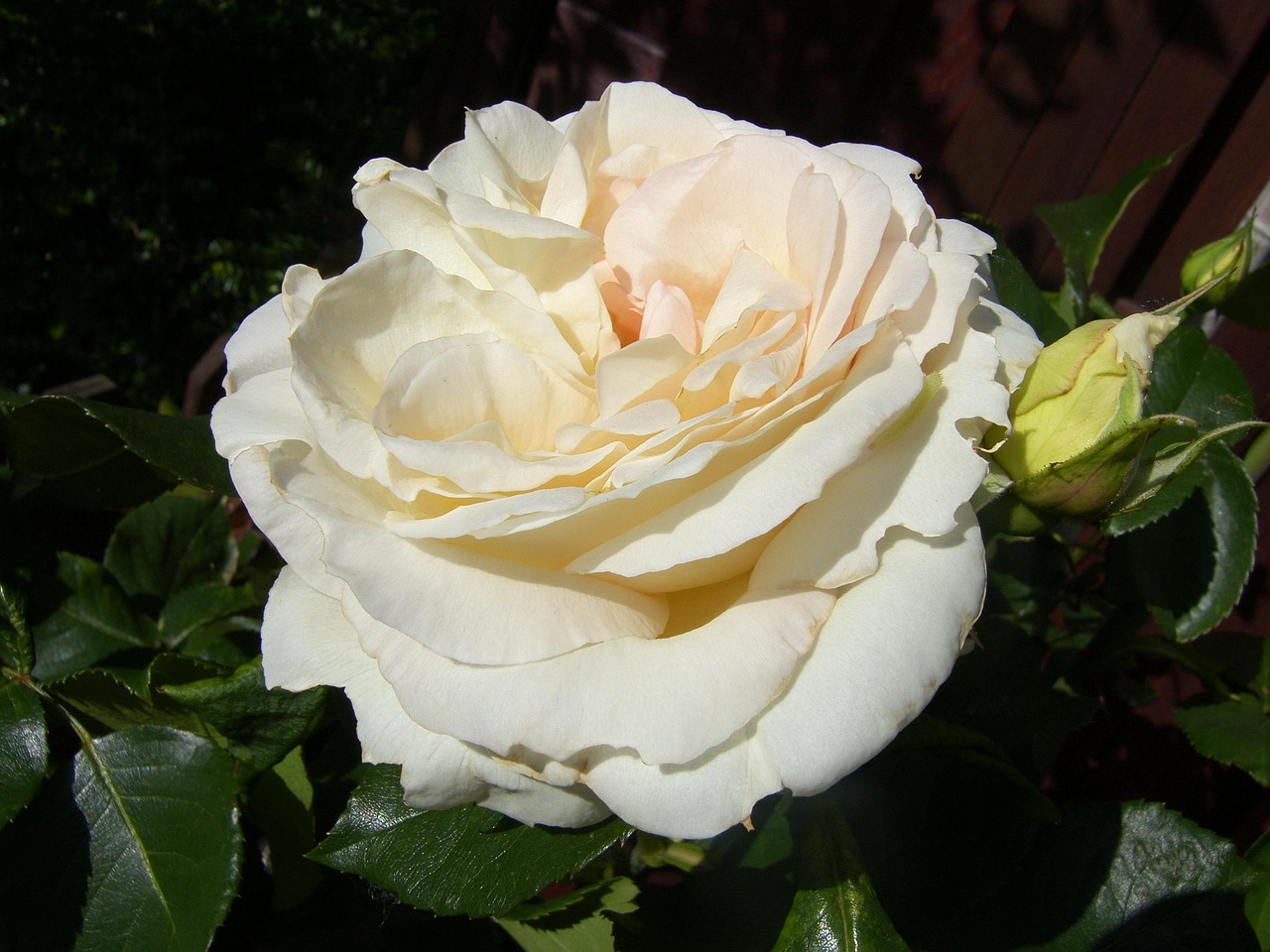 ?？诿利惾A居最新動態(tài)，繁華都市中的理想居所更新消息