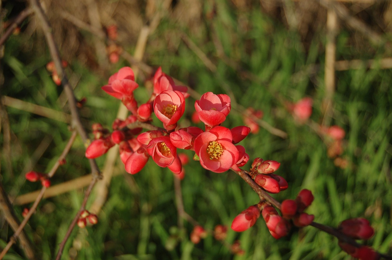 長治花園歌城最新動態(tài)報道，最新消息一覽