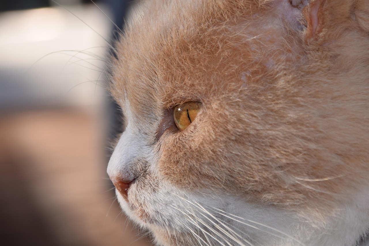 紅島經(jīng)濟區(qū)最新動態(tài)解析，發(fā)展概況與深度解讀