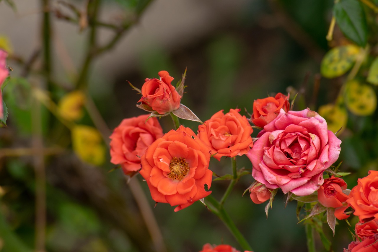 翠金湖美墅島最新動(dòng)態(tài)揭秘，生態(tài)宜居，未來(lái)展望可期