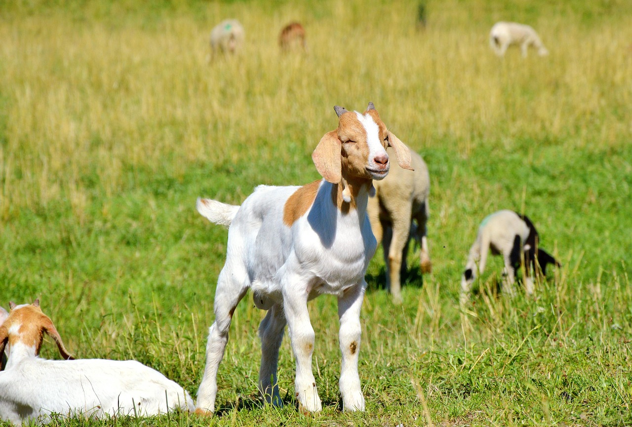 探索貓咪世界，最新應(yīng)用程序下載安裝指南