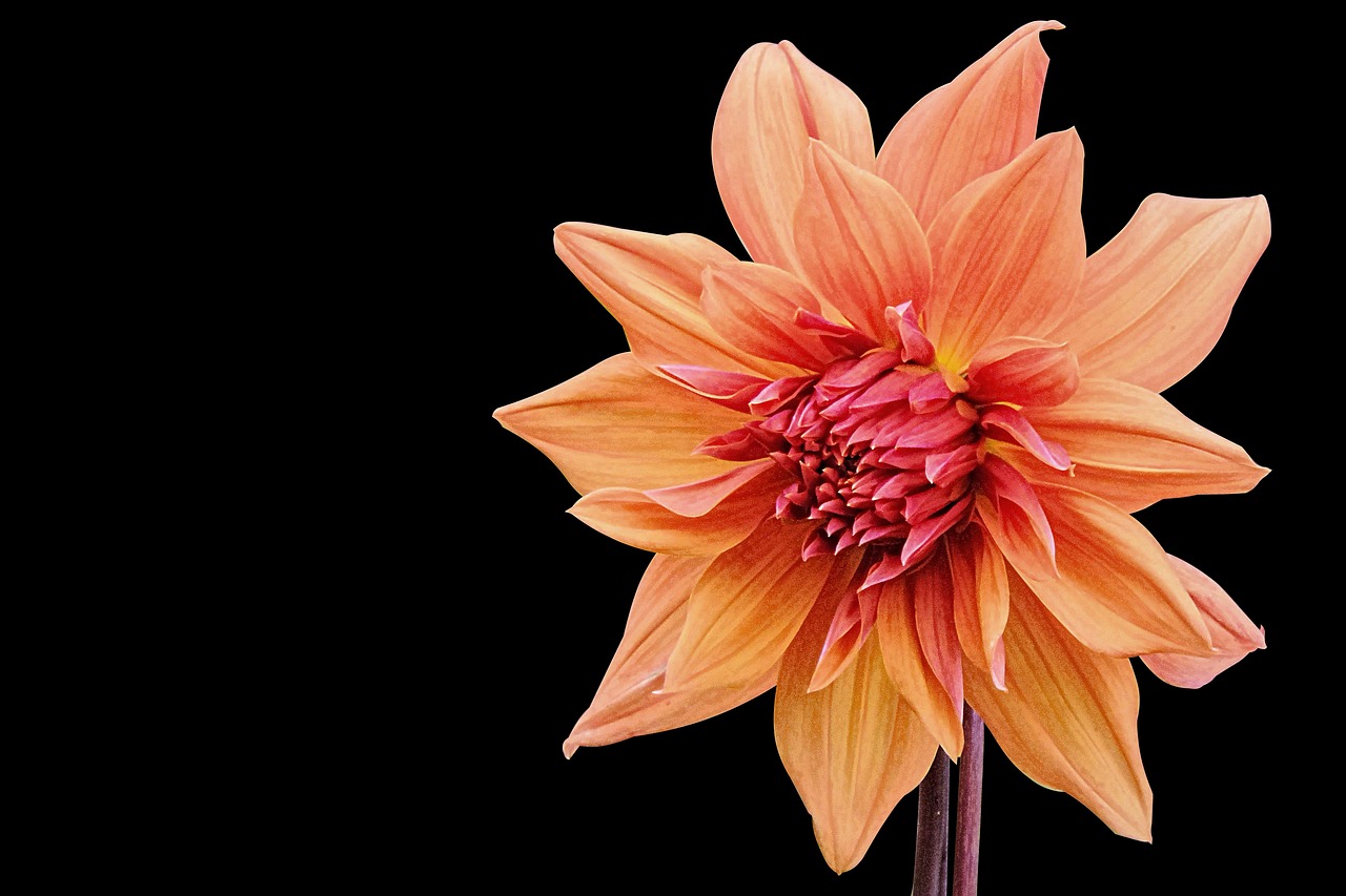 社會(huì)撫養(yǎng)費(fèi)廢止最新動(dòng)態(tài)，重塑人口政策，未來展望揭曉