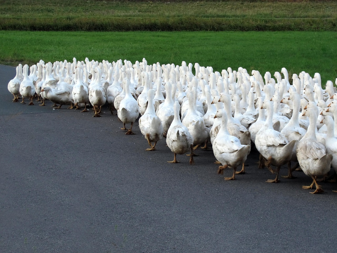 后牛坊村搬遷最新動態(tài)，變化中的鄉(xiāng)村未來