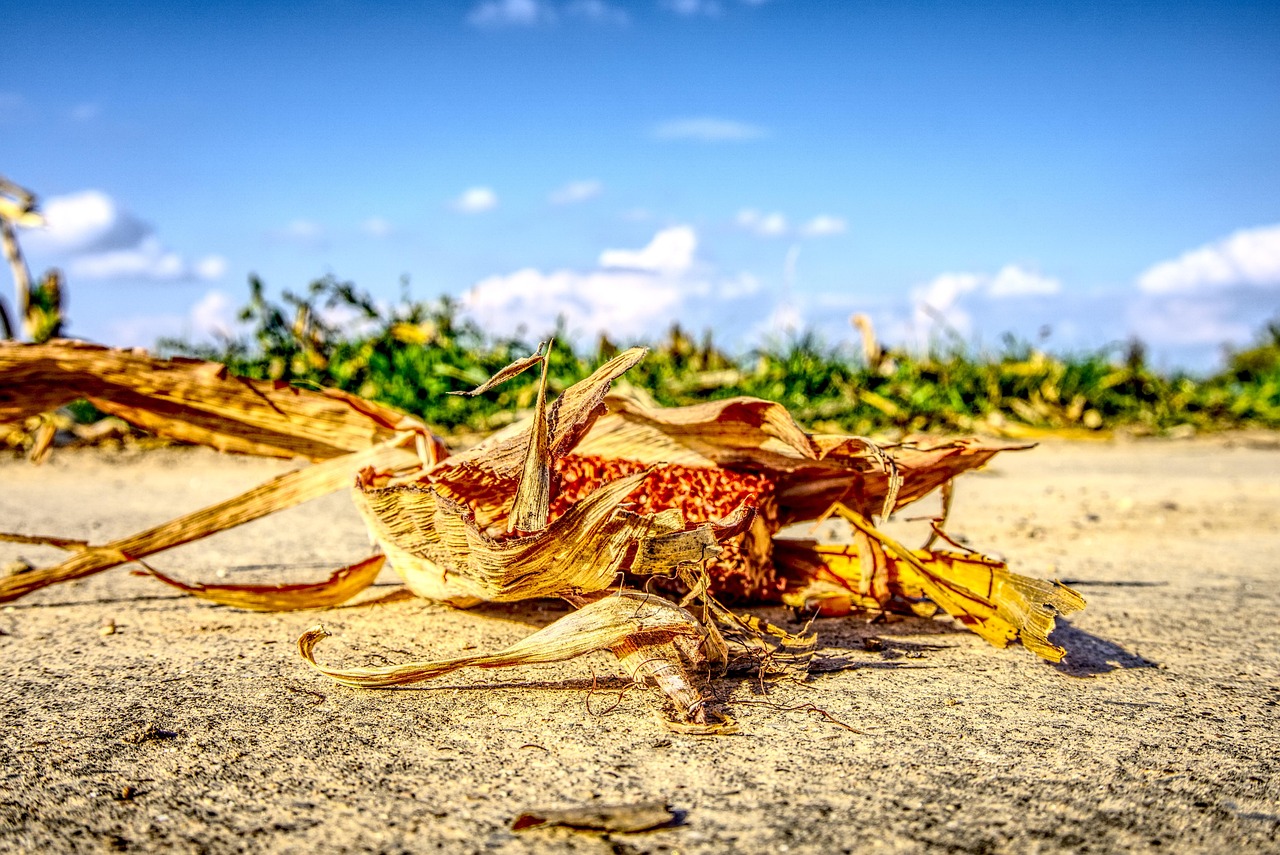 涿州京南一品最新動態(tài)，持續(xù)更新與深度解讀