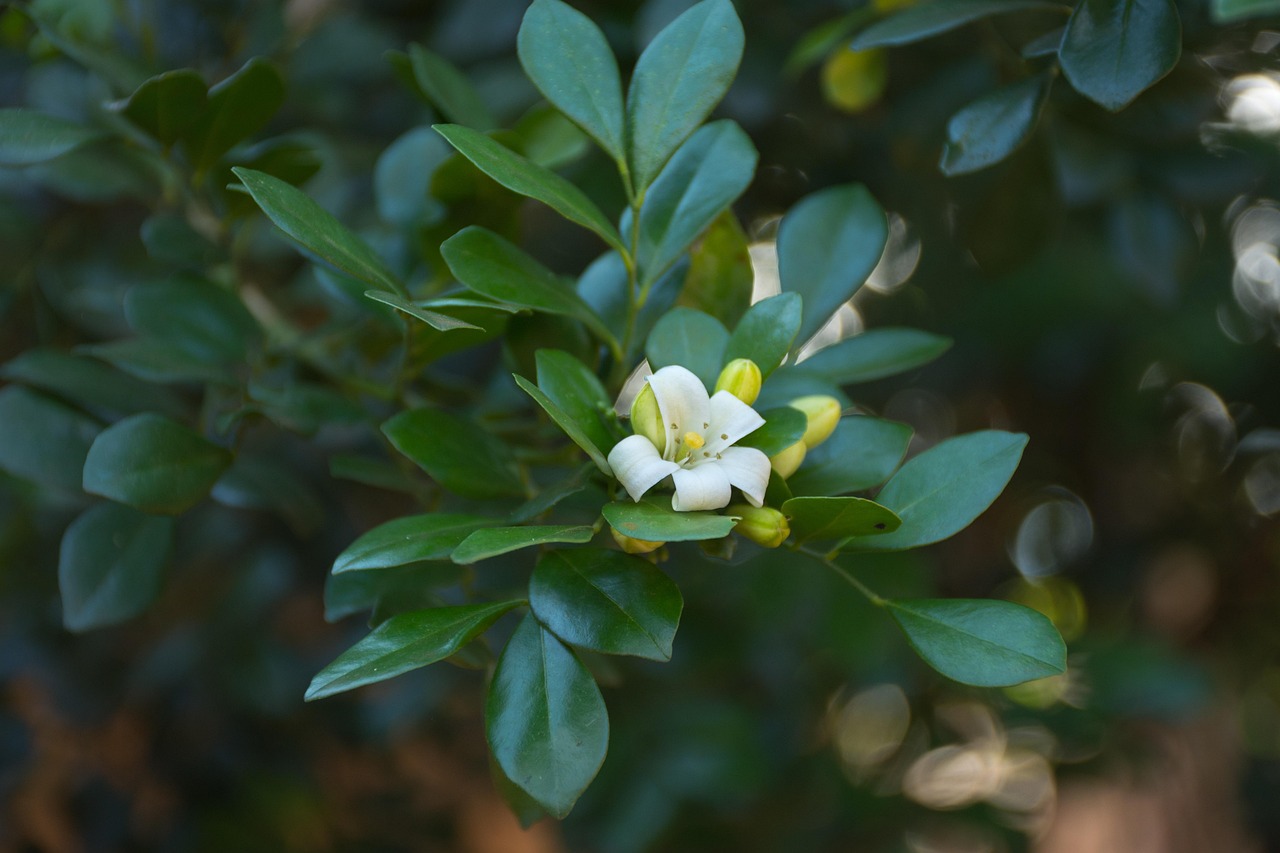 中醫(yī)藥法最新動(dòng)態(tài)，邁向現(xiàn)代化與規(guī)范化的新征程